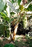 Chinesische Yunnan-Banane 10 Samen -Frostharte Banane- Musa yunnanensis