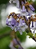 Chinesischer Blauglockenbaum *Paulownia tomentosa* 100 frische Samen --Winterhart--