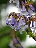 Chinesischer Blauglockenbaum *Paulownia tomentosa* 1000 frische Samen --Winterhart--