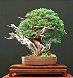 Chinesischer Wacholder 10 Samen (Juniperus chinensis)