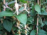 Chinesisches Geißblatt - Lonicera Japonica chinensis - Kletter-/Schlingpflanze, immergrün, 40-60 cm