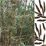 Chocolate Bambus -fargesia gaolinensis- 15 Samen (Winterhart bis -25 Crad/Ohne Sperre)