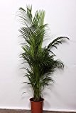 Chrysalidocarpus lutescens 140cm+/- Areca Palme Goldfruchtpalme Arecapalme Zimmerpflanze