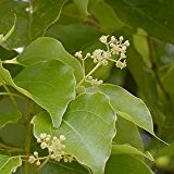 Cinnamomum camphora (Camphor tree) - 10 samen