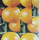 Citris mitis calamondin Orangenbäumchen 15-20 cm +/-