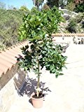 Citrus lima / Limettenbaum süss oder sauer