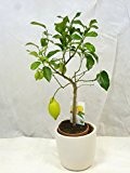 Citrus limon - Echter Zitronenbaum - 90 cm // Stamm mit Blüten / Früchten // RESTPOSTEN