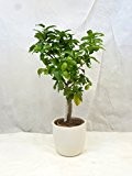 Citrus limon - Echter Zitronenbaum - 90 cm // Stamm mit Blüten / Früchten