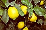 Citrus limon - echter Zitronenbaum - verschiedene Größen (60-80cm - 2ltr.)