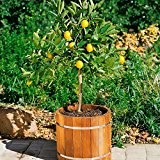Citrus limon, Zitronen-Stämmchen, 1 Pflanze