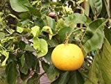 Citrus maxima - Pampelmuse - 5 Samen