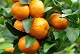 Citrus reticulata - Mandarine - 5 Samen