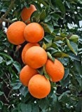 Citrus sinensis - Orangenbaum - verschiedene Größen (120-140cm Topf 26cm)
