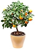 Citrus Zitrusbaum 5 Samen, Tangerine Samen