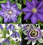Clematis Blau Mix - 4 Pflanzen (4 x 1,5 Liter Topfen) - Winterhart | ClematisOnline Kletterpflanzen & Blumen