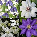 Clematis Blau Weiß mix 2 - 4 Pflanzen (1,5 Liter Topfen) - Winterhart - Eine immergrüne Pflanze | ClematisOnline Kletterpflanzen ...