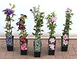 Clematis Kletterpflanzen 40-100cm topfgewachsen, verschiedene Sorten/Farben (40-60cm, Rosa)
