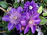Clematis 'Multi Blue' - Blühende Kletterpflanze