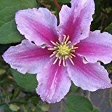 Clematis Piilu (Waldrebe) - Kletterpflanze - Lavendelrosa & Winterhart - 1,5 Liter Topf | ClematisOnline Kletterpflanzen & Blumen