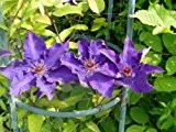 Clematis Samen Mix ***Blaue, Violette und Weise Blüten*** 10 Samen -Großblütige Arten-