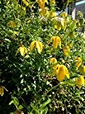Clematis serratifolia 10 Samen -Waldrebe,Kletterpflanze, winterhart,duft