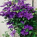 Clematis The President, 1 Pflanze im 2 Liter Topf