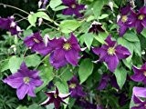Clematis viticella 'Viola' - Schöne Kletterpflanze von Native Plants