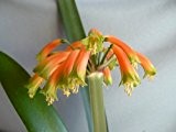 Clivia gardenii - Clivia orange-grün - 1 Samen