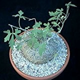 Coccinia palmata - Caudexpflanze - 10 Samen