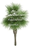 Coccothrinax argentea -Hispaniola Silver Thatch Palm - Samen - (20)