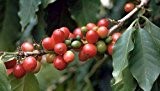 Coffea arabica - Arabica Kaffee - 50 Samen