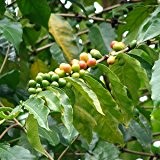 Coffea arabica (Kaffee) - 10 samen