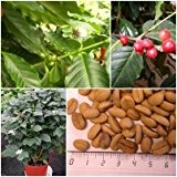 Coffea arabica nana - Zwergkaffeestrauch - 10 Samen