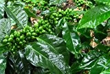 Coffea robusta - Robusta Kaffee - 5 Samen