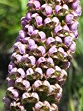 Corycium carnosum - Eisenhut Orchideen - 20 Samen