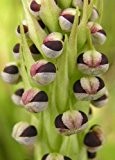 Corycium nigrescens - Erd-Orchideen - 20 Samen