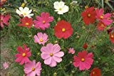 Cosmea Mix - Kosmee - Cosmos bipinnatus - Schnittblume - Blume - 100 Samen