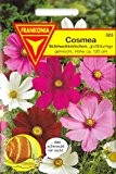 Cosmea, Schmuckkörbchen, Cosmos bipinnatus, ca. 100 Samen