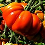 Coure Di Bue - Ochsenherz-Tomate aus Italien - 30 Samen