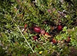 Cranberry 10 Samen -Cranberries- *Vaccinium macrocarpon* Winterhart