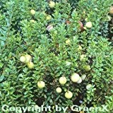 Cranberry 30-40cm - Vaccinium macrocarpum