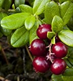 Cranberry, Kranbeere - Vaccinium macrocarpon - Samen