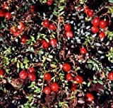 Cranberry (Moosbeere), 3 Pflanzen