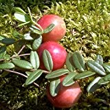Cranberry, rot, Cranberrystrauch Zwergstrauch, Vaccinium macrocarpon, Beerenobst winterhart, rot, im Topf, 20 cm