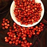 Cranberry Seeds
