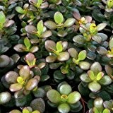 Crassula ovata (Geldbaum) - 20 Samen