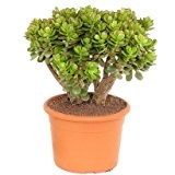Crassula portulacea minor - Pfennigbaum - Solitär Pflanze - 20cm