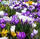 Crocus sativus Blumensamen - 50pcs Hausgarten Bonsai DIY Pflanze Semillas de flores Blumen Samen Lila Weiß