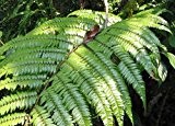 Cyathea moluccana - Farn - 100 Samen