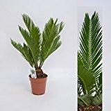 Cycas Revoluta 45cm +/- ,Palmfarn - Sagopalme, Topfgröße 12 cm